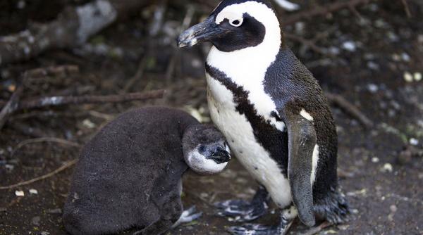 parintii erau atat de disperati sa si hraneasca puii incat le dadeau pietre singura specie de pinguin din africa moare de foame