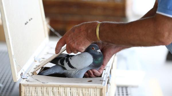 cercetatori dintr un institut condus de fiica lui vladimir putin antreneaza porumbei spion