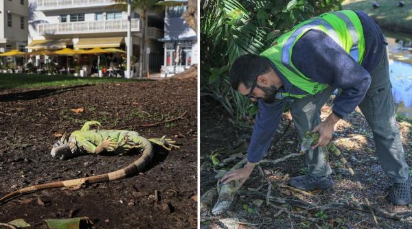iguane inghetate cad din copaci din cauza temperaturilor scazute in florida de 15 ani nu a mai fost atat de frig
