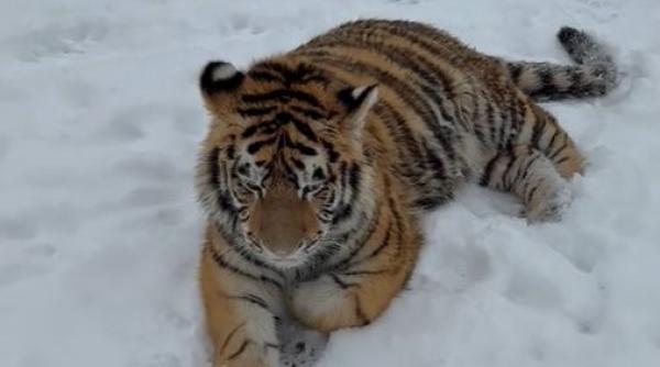 Imagini cu un tigru siberian, lăsat liber într-o curte din Dâmovița, au apărut pe TikTok. Poliţia a deschis dosar penal