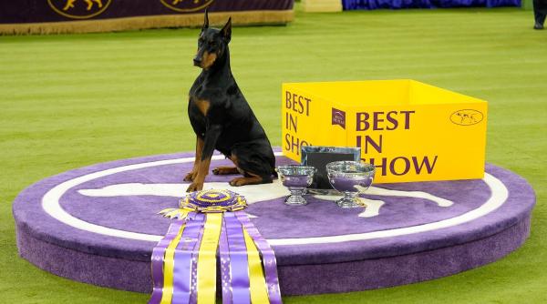 penny un doberman pinscher a castigat best in show la competitia canina westminster 2026 a facut un spectacol perfect