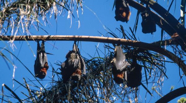 un nou virus necunoscut transmis de lilieci infecteaza oamenii simptomele sunt asemanatoare cu nipah avertizeaza expertii