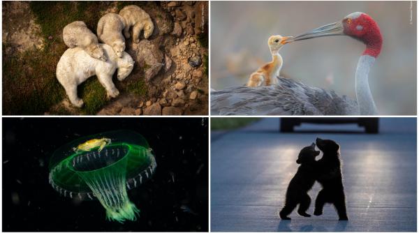 Urși polari odihnindu-se, crabul agățat de meduză și multe altele. Oamenii pot vota acum pentru imaginea cu natură sălbatică preferată 