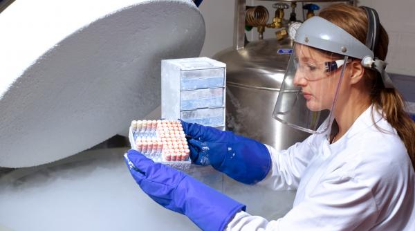 compania care a inviat lupul stravechi construieste un seif biologic inghetat pentru speciile pe cale de disparitie