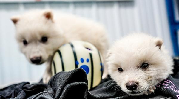 compania care a inviat lupul stravechi construieste un seif biologic inghetat pentru speciile pe cale de disparitie