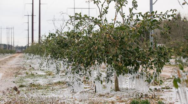Guvernul va discuta joi acordarea unui sprijin financiar de urgenţă în agricultură pentru livezile afectate de îngheț