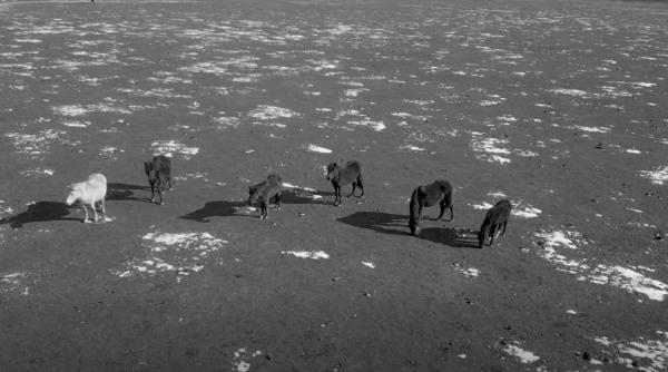 imagini dramatice din padurea letea caii salbatici risca sa moara din cauza gerului si a lipsei de hrana apel pentru lucerna si paie