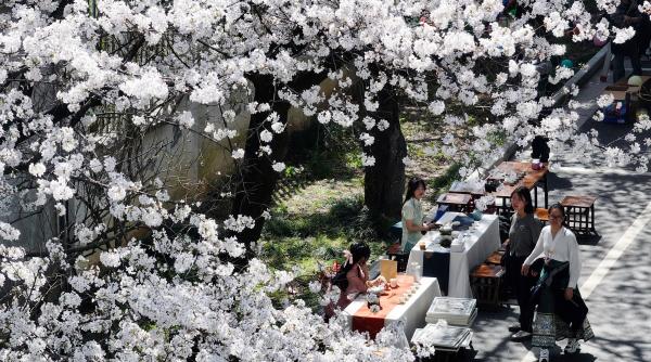 festivalul florilor de cires din japonia a fost anulat din cauza turistilor care se comportau neadecvat