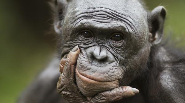 Kanzi, maimuța bonobo care putea să se joace „de-a prefăcutul”, o trăsătură considerată până acum unică oamenilor
