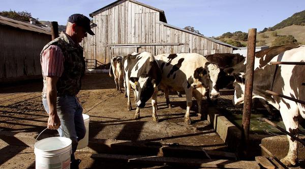 micii fermieri cer explicatii de ce pretul laptelui se tripleaza pana ajunge la raft multi renunta la afacere iar importurile cresc