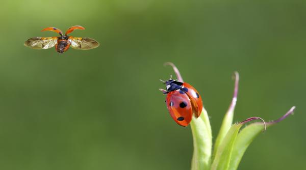 mica neagra si invizibila pentru stiinta o noua specie de buburuza descoperita intr un campus universitar din japonia