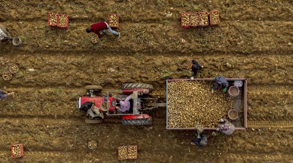 agricultura romaneasca intre costuri politici gresite si acorduri comerciale riscante