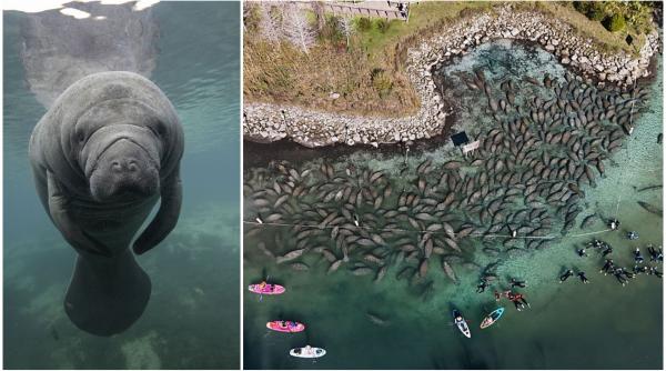 lamantini nu mai pot de frig si s au retras in masa intr o zona cu izvoare termale din florida imagini tulburatoare filmate cu drona