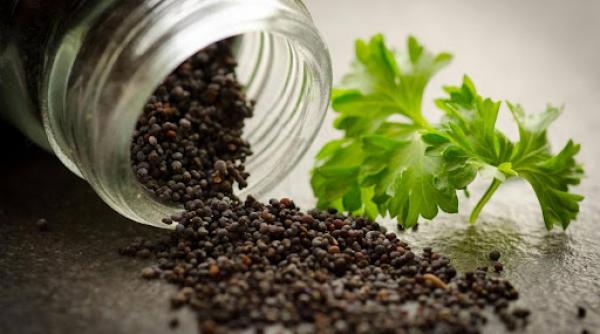 selectia semintelor cum influenteaza calitatea solului germinarea