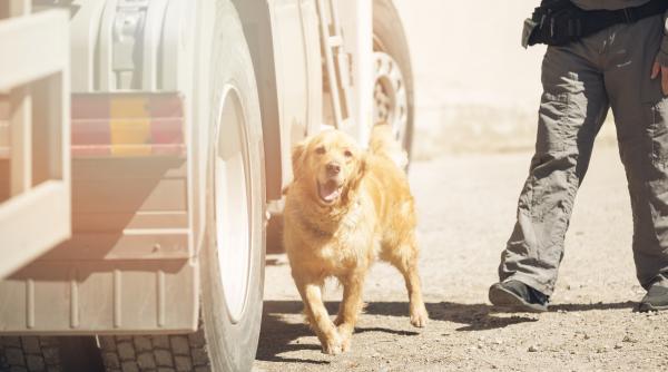 sofer roman arestat in italia dupa ce cainele politiei a gasit incarcatura ilegala oficial transporta ingrasaminte