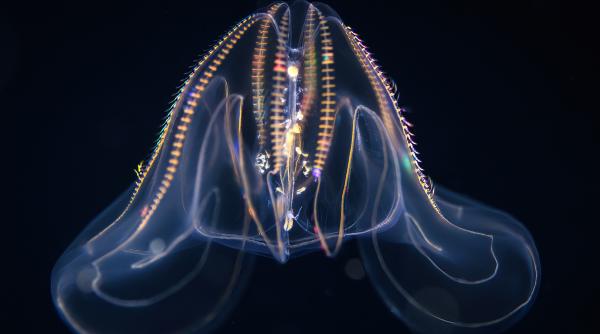 Specii marine agresive distrug echilibrul ecosistemului de la Veneţia şi provoacă o criză importantă în tradiţiile culinare din zonă