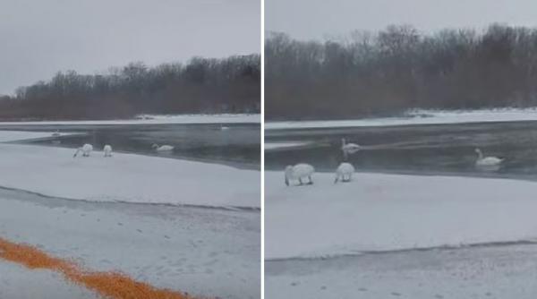 zeci de lebede care ierneaza pe malul prutului hranite de localnici cu boabe de porumb