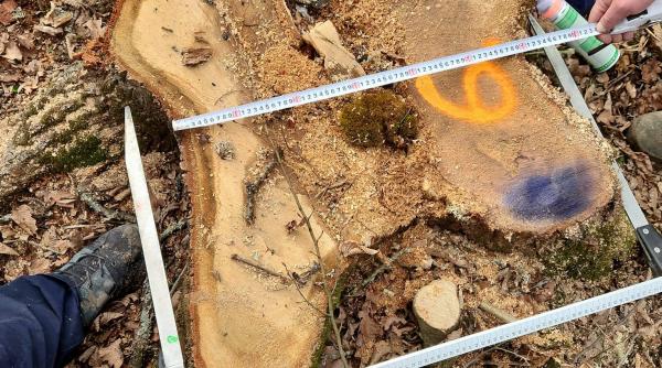 diana buzoianu anunta ca a descoperit taieri ilegale in aria protejata podisul hartibaciului 30 000 lei amenda si dosar penal