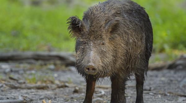 evadare din fukushima efectul neasteptat al hibridului porc mistret aparut in urma dezastrului nuclear