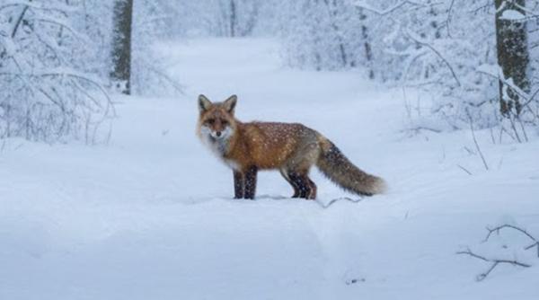 Imagini spectaculoase, surprinse de un inginer silvic, cu animale sălbatice în pădurile izolate ale României