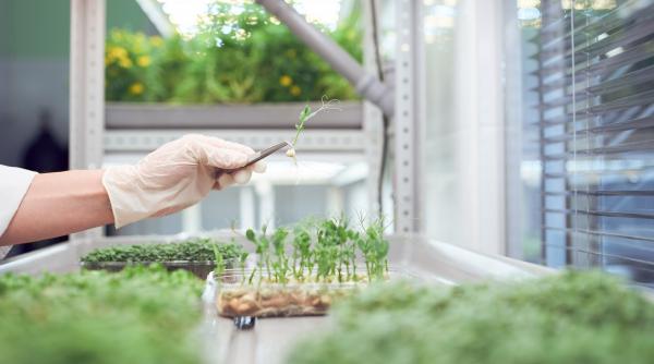 Semințe „biotech” și AI. Cum vrea China să hrănească o populație de 1,4 miliarde fără să mai importe hrană din SUA