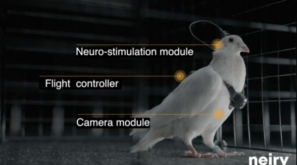 rusia testeaza porumbelul biodrona controlat de la distanta cu un cip ai implantat in creier fiica lui putin implicata in proiect