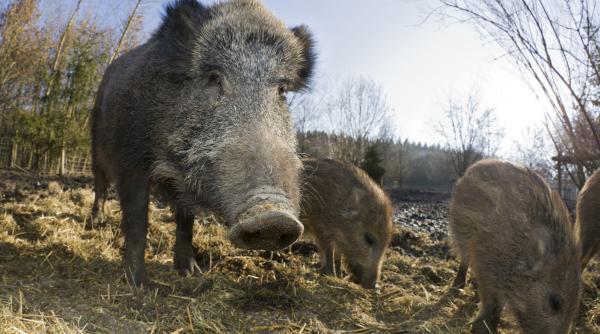 video imagini devenite virale arata cum porcii mistreti joaca fotbal intr un parc din roma