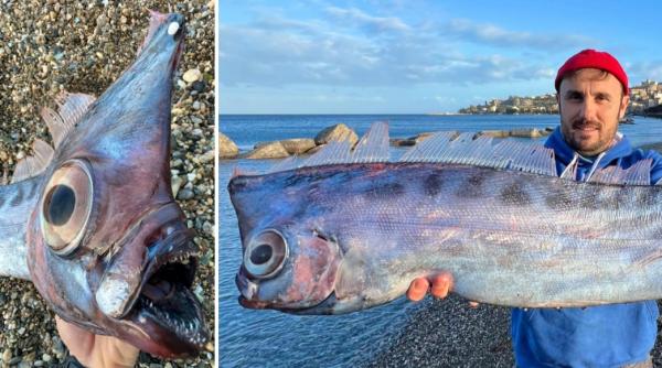 supranumit unicornul marilor un peste rar a fost gasit esuat pe o plaja din italia pare desprins dintr o poveste mitologica