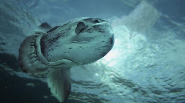 insula care nu ar fi trebuit sa existe dar care schimba viata din mijlocul oceanului