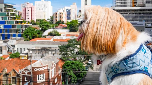la sao paulo cainele ramane cel mai bun prieten al omului chiar si dincolo de viata
