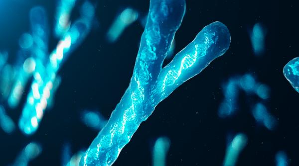 barbatii isi pierd cromozomul y pe masura ce imbatranesc cum le afecteaza sanatatea