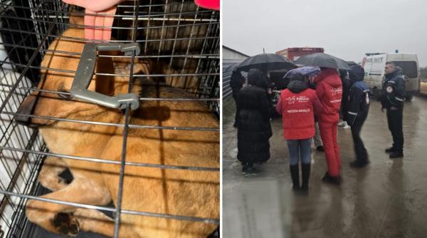 Ororile din adăpostul Suraia. ”Sunt câini cu gâtul secționat, toți au pneumonie”. Toate animalele au fost relocate
