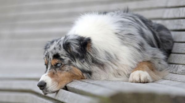 Sibiul construiește primul cimitir pentru animale de companie: Primăria investeștie 9 milioane de lei și amenajează 233 de locuri VIP
