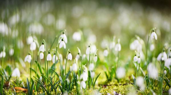prognoza meteo actualizata pentru urmatoarele patru saptamani anm anunta de cand se incalzeste vremea in toata tara