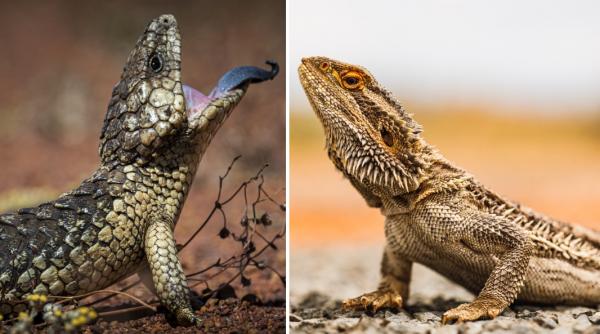 un australian a trimis peste 100 de soparle in pungi de popcorn in romania si alte tari timp de 5 ani pedeapsa record primita