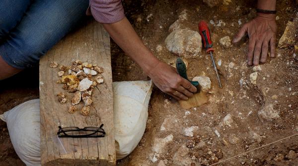 febra aurului a cuprins africa de sud dupa o descoperire surprinzatoare intr un tarc de vite