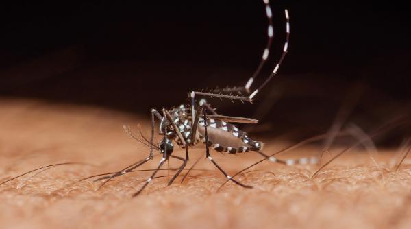 o boala tropicala extrem de dureroasa poate fi transmisa acum in cea mai mare parte a europei