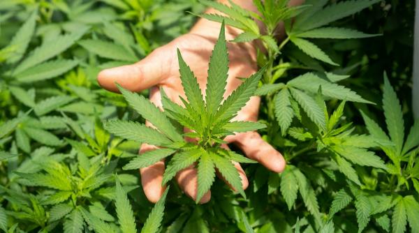 Tot ce trebuie să știi despre uleiul CBD în 2026: ghid pentru utilizatori informați 