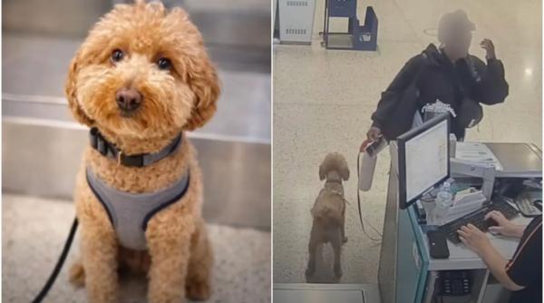 o femeie si a abandonat catelul in aeroport pentru ca nu putea sa urce cu el in avion politistii au intors o din drum si au arestat o