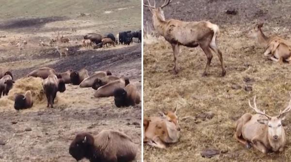 Anchete după tragedia descoperită la ferma de bizoni din Cluj: Peste 200 de animale au fost lăsate să moară de foame