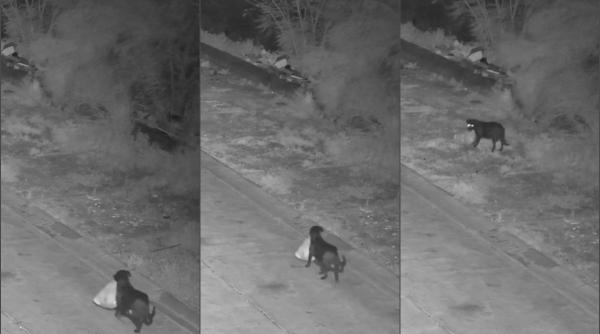 Un bărbat din Sicilia și-a dresat câinele să arunce ilegal gunoiul, la ceas de noapte
