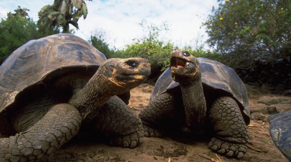 Țestoasele gigant s-au întors pe insula Galapagos după aproape 200 de ani