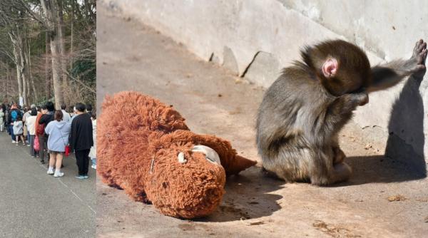 Isterie globală cu maimuțica Punch și „mama” ei de pluș: Sunt cozi infernale la Zoo în Japonia, iar pe net e deja vedetă