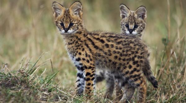 o femeie din italia s a dus la veterinar ca sa si vaccineze pisicile s a dovedit ca avea de fapt doi sevrali