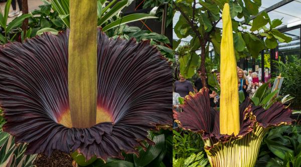 Țara care a devenit destinația mondială a „florii-cadavru” cu miros de putregai: Are sute de Titan Arum, cea mai mare colecție din lume