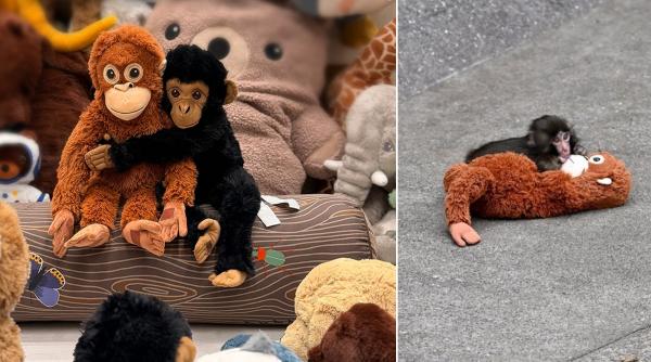 Urangutanul de pluș care ține loc de mamă pentru maimuțica orfană Punch e sold out în magazine IKEA din toată lumea. Cât costă jucăria