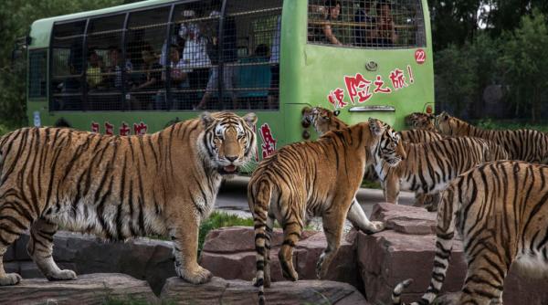 Aproape 200 de tigri siberieni din China au fost trecuți pe „post intermitent” după ce turiștii i-au hrănit excesiv de Anul Nou