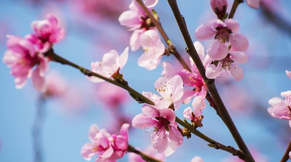 cum va fi vremea in luna martie prognoza meteo pentru urmatoarele patru saptamani