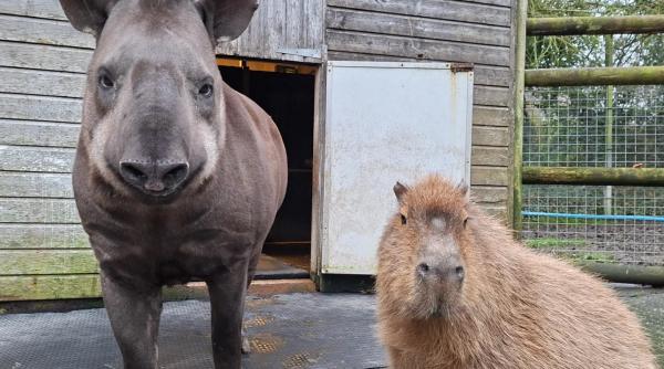 doua animale cu o legatura puternica au fost eutanasiate in aceeasi zi pentru ca niciunul dintre ele sa nu fie singur