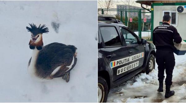 O pasăre spectaculoasă din Delta Văcărești, dintr-o specie protejată, a fost salvată după ce a rămas blocată în zăpadă